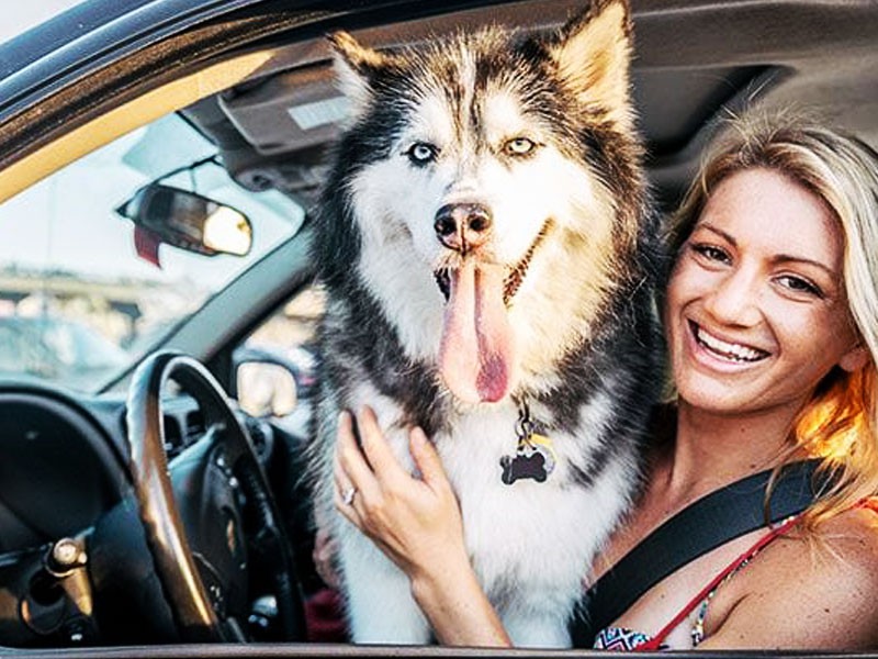 Na putu sa kućnim ljubimcem